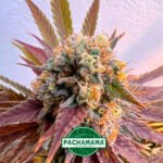Pachamama - Animal Mint Fem