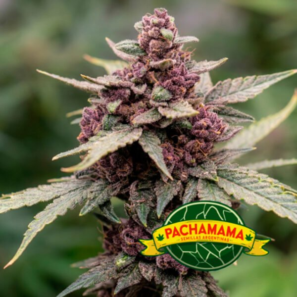 Pachamama---Blackberry-Auto-XL-x6 Pachamama - Blackberry Auto XL x6