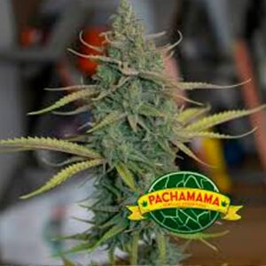 Pachamama-Critical-Kush-Auto-x-6 Pachamama | Critical Kush Auto x 6