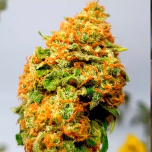 Pachamama-Forbidden-Fruit-automatica Pachamama | Forbidden Fruit automatica