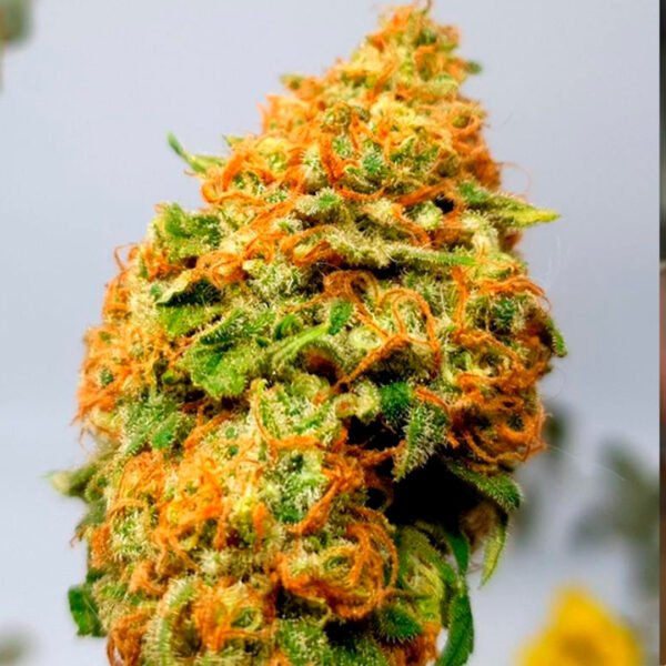 Pachamama | Forbidden Fruit automatica