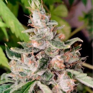 Pachamama | Sativa Africana x5