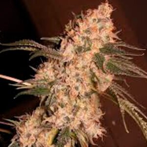 Silver River Seeds | Cherry Banana Auto Automática x 5