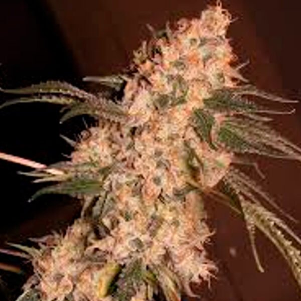 Silver River Seeds | Cherry Banana Auto Automática x 5