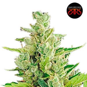 Silver River Seeds | Clerikush Auto x5