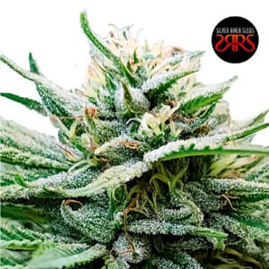 Silver River Seeds | Exodus Light Fem (Fotoperiódica) x5