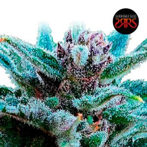 Silver River Seeds | Mimozart Auto x5