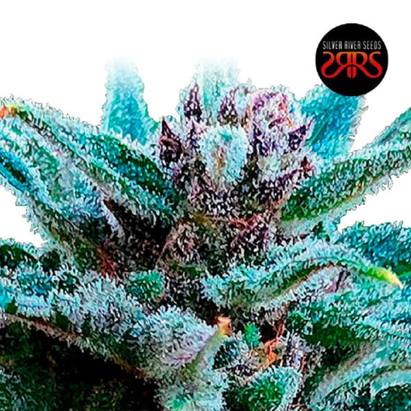 Silver River Seeds | Mimozart Auto x5