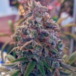 Pachamama Weding cake fotoperiódica