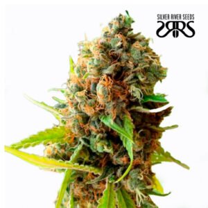 Silver River Seeds | River Haze Fem x5