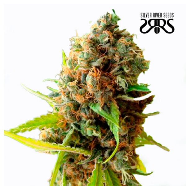 Silver River Seeds | River Haze Fem x5