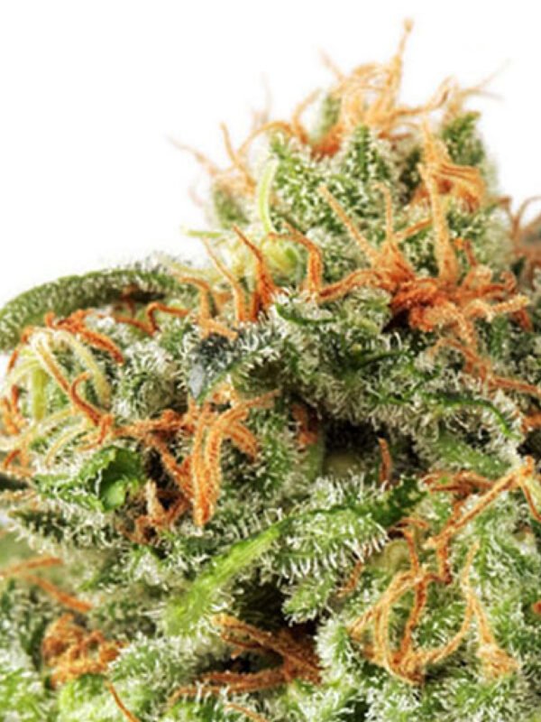 White Kali (fotoperiodica) Silver River Seeds x5