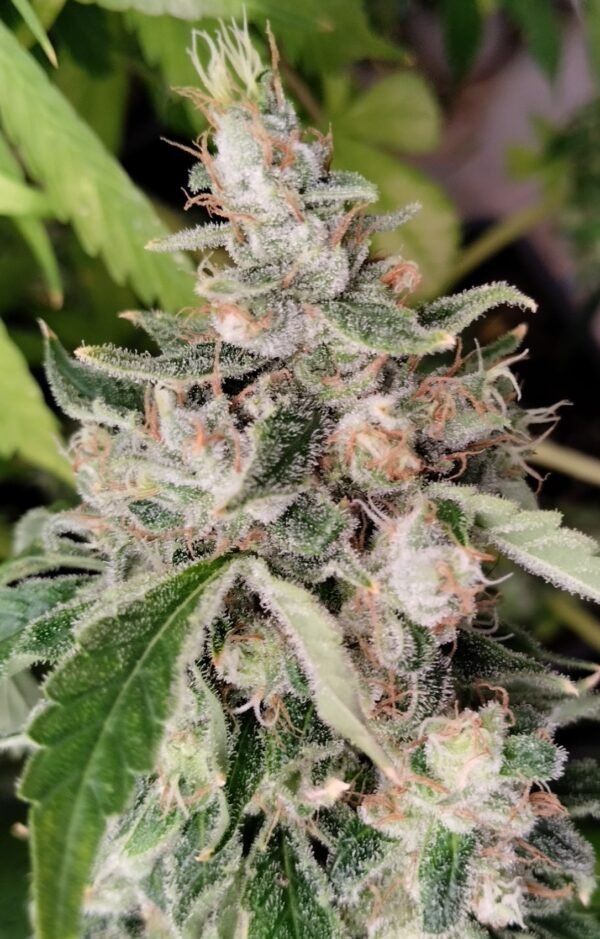 Sativa Africana (fotoperiodica) Pachamama x5