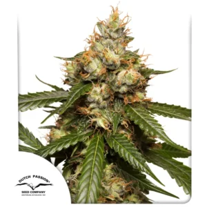THC-Victory (Automatica) Dutch Passion x3