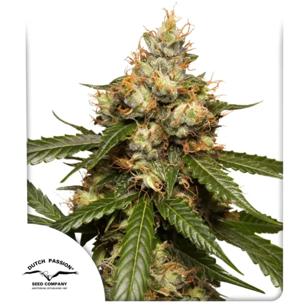 THC-Victory (Automatica) Dutch Passion x3