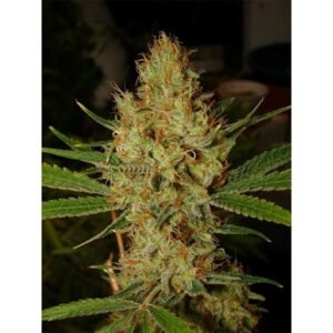 Lemon Blue Cheese (Automatica) Silver River Seeds X5