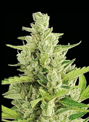 Clerikush (Automatica) Silver River Seeds x5