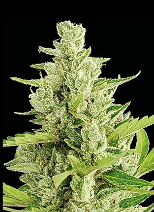 Clerikush (Automatica) Silver River Seeds x5