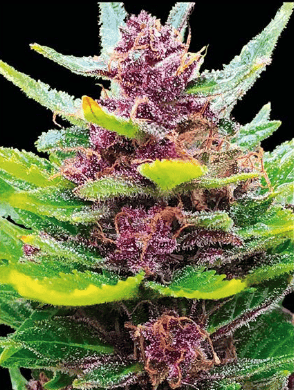 Comanche (automatica)  silver river seeds x5