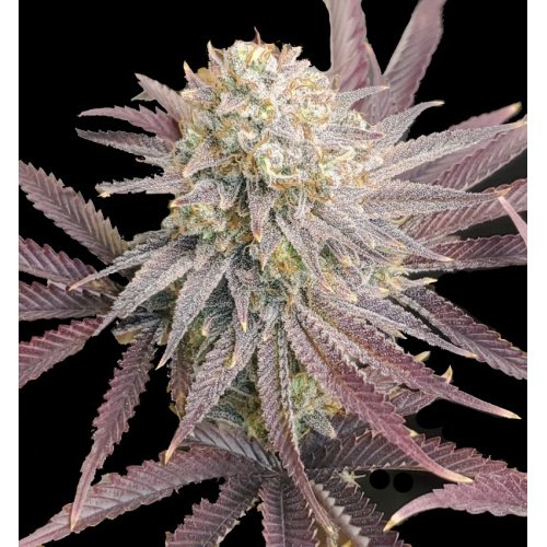 Forbidden Fruit Cake (Fotoperiodica) Pure Instinto x3
