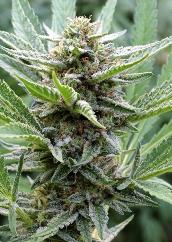 Han Super (fotoperiodica) Silver River Seeds x5