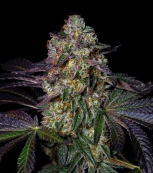 Kush Mellow(Fotoperiodica) Pure Instinto X3
