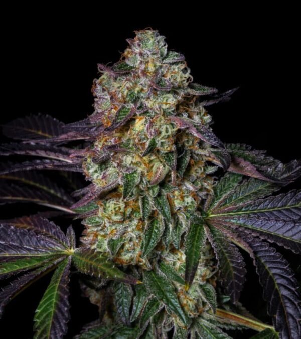 Kush Mellow(Fotoperiodica) Pure Instinto X3