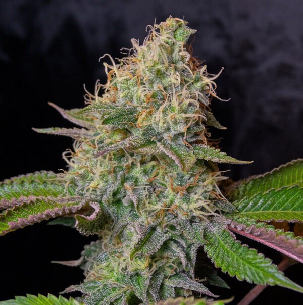 River OG (fotoperiodica) Silver River Seeds x5