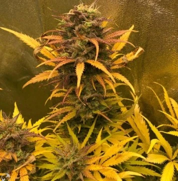 Girl Scout Kush (Automatica) Pure Instinto X3+1