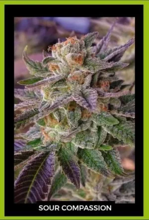 Sour compassion (Sour Diesel x CBD)(fotoperiodica) Silver River Seeds X5