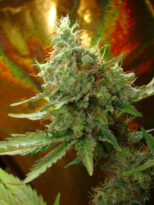 Ultra Mohan Ram (Automatica) Silver Rivers Seeds x5