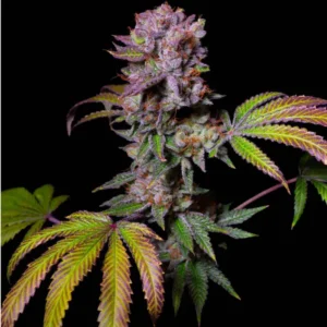 Acay x Dosi deligth (Fotoperiodica) Pure Instinto Exotic Line x3