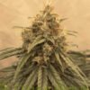 Amsterdam Amnesia (Fotoperiodica) Dutch Passion x3