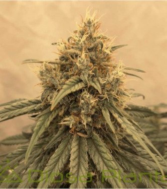 Amsterdam Amnesia (Fotoperiodica) Dutch Passion x3