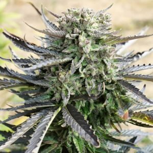 Blue Mazar (Automatica) Dutch Passion x3