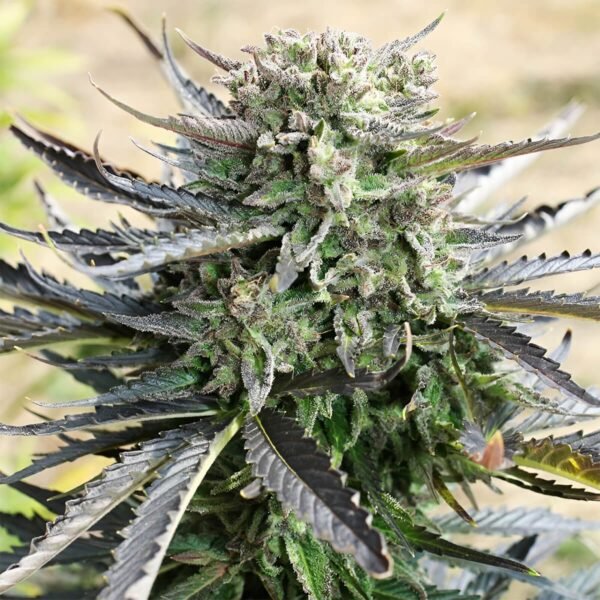 Blue Mazar (Automatica) Dutch Passion x3