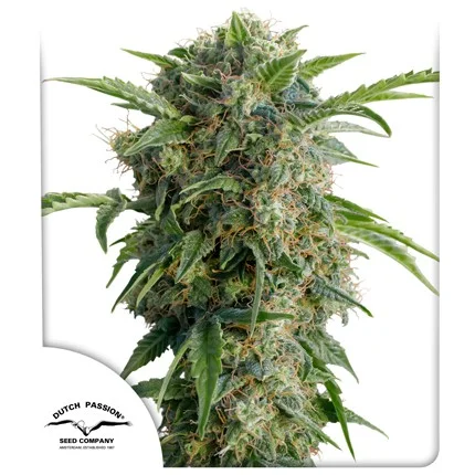 Daiquiri Lime (Automatica) Dutch Passion x3