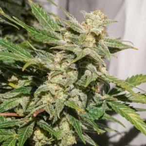 SFV OG (automatica) Dutch Passion X3