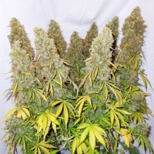 Auto Think Big (automatica) dutch passion x3