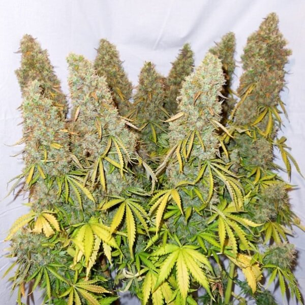 Auto Think Big (automatica) dutch passion x3