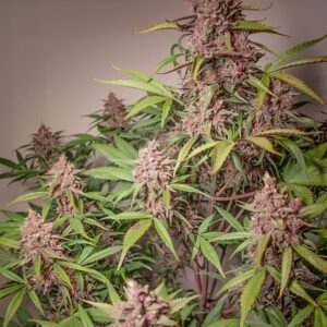 Black Berry (automatica) pachamama x6