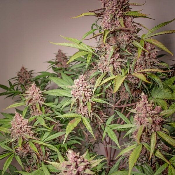 Black Berry (automatica) pachamama x6