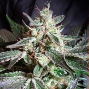 Black Jack (fast version) sweet seeds 3+1