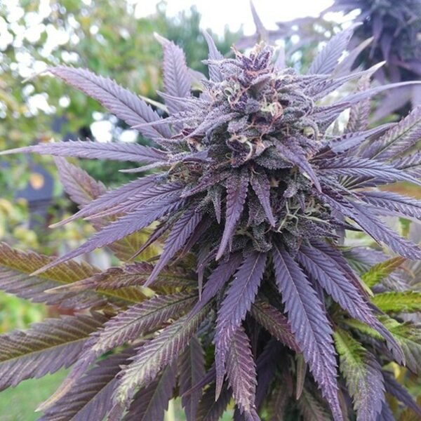 Blueberry (automatica) Pachamama x6