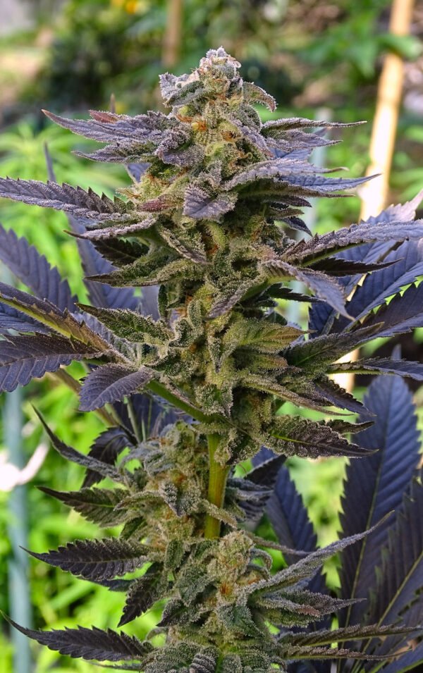 Caipirog (fotoperiodica) Silver River Seeds x5
