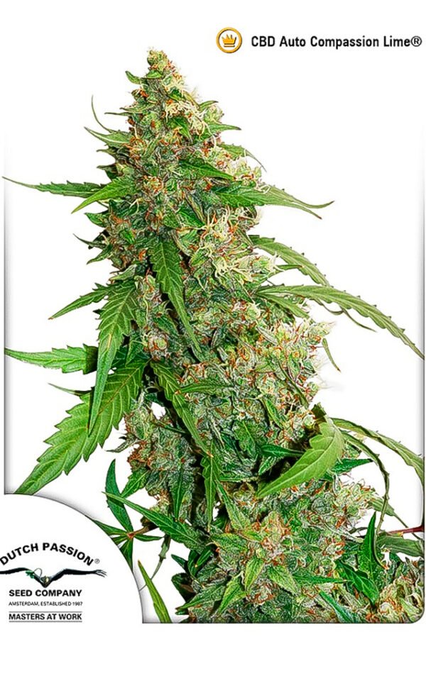 CBD Compassion Lime (Automatica) Dutch Passion x3