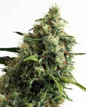 CBD Auto (1THC) (automatica) Pachamama x6