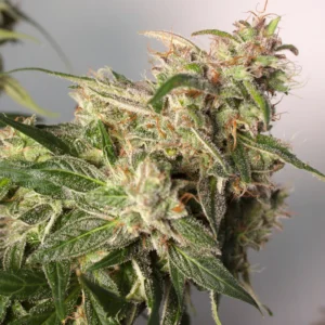 CBD Charlotte`s Angel (Automatica) Dutch Passion x3