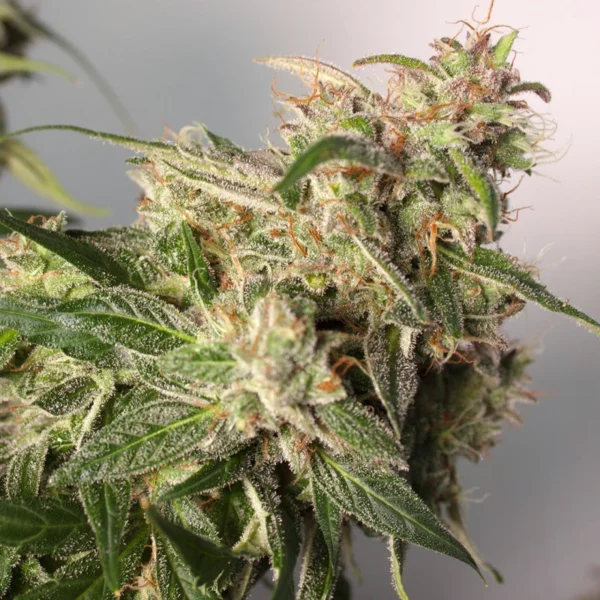 CBD Charlotte`s Angel (Automatica) Dutch Passion x3