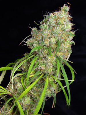 Destro (fotoperiodica) Silver River Seeds x5